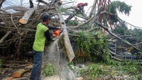 Kedua pohon beringin yang tumbang itu berdiameter lebih dari satu meter.