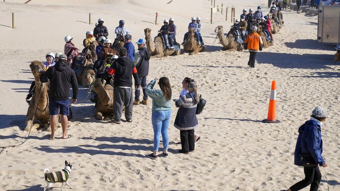 Bagi traveler yang hendak menajajal sensasi menaiki unta tak perlu jauh-jauh ke Timur Tengah. Di Australia traveler juga bisa menaiki hewan berpunuk ini lho.