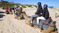 Unta-unta di sana akan membawa para traveler berkeliling menyusuri pantai dengan pemandangan pasir putih serta deburan ombak di Birubi Point yang ada di Anna Bay, Australia. 
