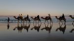 Bukan di Timur Tengah, Naik Unta di Australia Seru Juga