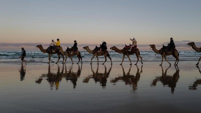 Bukan di Timur Tengah, Naik Unta di Australia Seru Juga