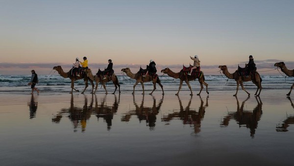 Bagaimana, tertarik untuk menaiki unta menyusuri pantai di Australia? (James D. Morgan/Getty Images).