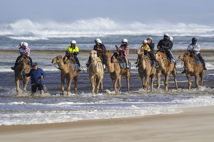 Bagi traveler yang hendak menajajal sensasi menaiki unta tak perlu jauh-jauh ke Timur Tengah. Di Australia traveler juga bisa menaiki hewan berpunuk ini lho.