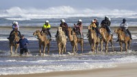 Seorang pemandu wisatawa memandu para pengunjung yang menaiki unta menyusuri pantai di kawasan Birubi Point yang ada di Anna Bay, New South Wales, Australia, Minggu (12/6/2022). 