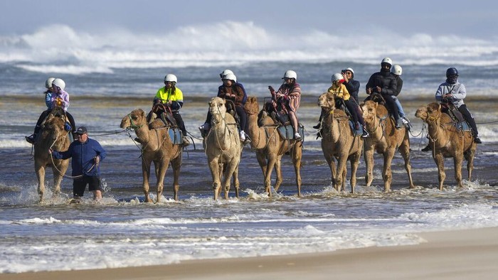 Bukan di Timur Tengah, Naik Unta di Australia Seru Juga Bagi traveler yang hendak menajajal sensasi menaiki unta tak perlu jauh-jauh ke Timur Tengah. Di Australia traveler juga bisa menaiki hewan berpunuk ini lho.