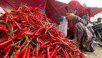 Sudah Tahu, Belum? Harga Cabai di Bekasi Tembus Rp 120 Ribu/Kg