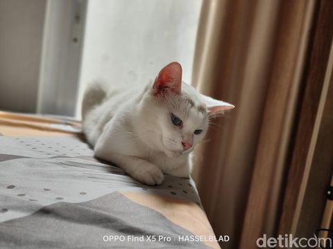 Hasil jepretan Oppo Find X5 Pro