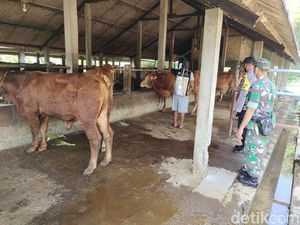 Lamongan Daerah Wabah PMK, Jual Beli Hewan Kurban Disarankan di Kandang