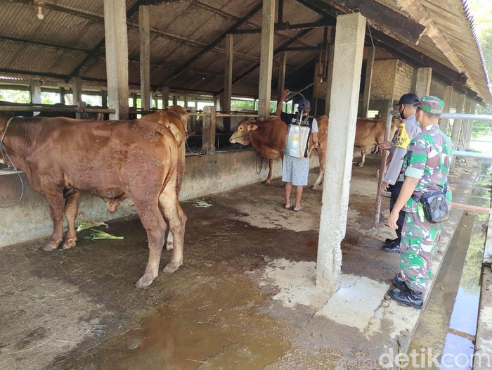 Hewan kurban di Lamongan