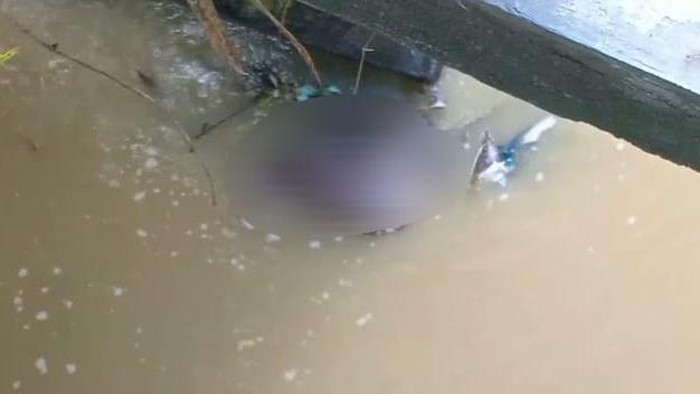 kerbau mati dibuang di sampang
