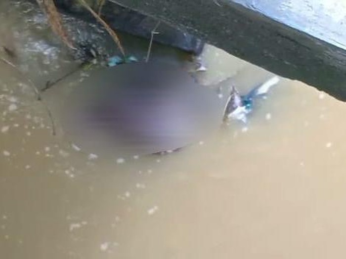 kerbau mati dibuang di sampang