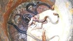 Hiii! Foto 4 Teror King Cobra di Tempat Tak Terduga