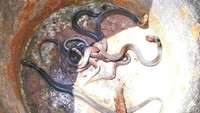 Belasan ular king cobra meneror warung mi ayam di Dusun Grembyang, Desa Karangwungu, Kecamatan Karangdowo, Klaten. Dari total 13 ekor, enam ekor ular king cobra di antaranya sudah dievakuasi petugas Damkar Pemkab Klaten.Iya kalau itu king cobra, kalau dilihat sekilas ada kuning di lehernya. Yang diamankan ada enam (ekor king cobra), Kata Kasi Pemadam kebakaran Kantor Satpol PP dan Pemadam Kebakaran Pemkab Klaten Sumino saat dihubungi detikcom, Senin (9/12/2019).  (Achmad Syauqi/detikcom)