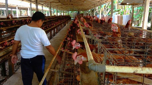 Peternak ayam petelur saat sedang berada di kandangnya