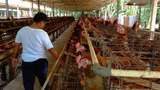 Harga Pakan Mahal, Puluhan Peternak Ayam di Karangasem Gulung Tikar