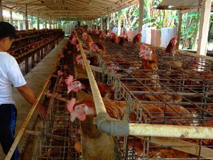 Harga Pakan Mahal, Puluhan Peternak Ayam di Karangasem Gulung Tikar
