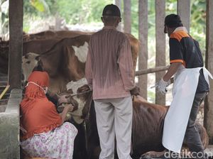 Gresik Zona Merah PMK, Peternak Dilarang Jual Sapi Kurban di Jalan.