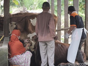 Gresik Zona Merah PMK, Peternak Dilarang Jual Sapi Kurban di Jalan.