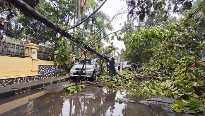 Pohon tumbang di Depok imbas hujan deras dan angin kencang
