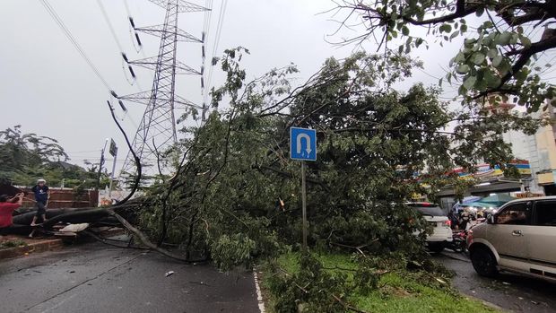 Pohon tumbang di Depok imbas hujan deras dan angin kencang