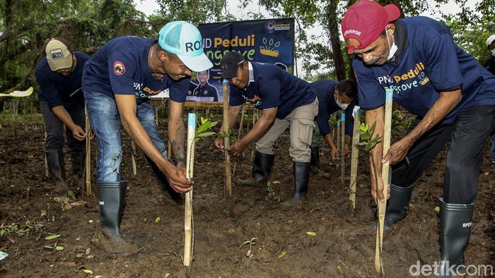 Potret Menteri LHK Tanam Pohon Mangrove Bareng NasDem Menteri Lingkungan Hidup dan Kehutanan Siti Nurbaya menanam pohon mangrove bersama NasDem. Kegiatan itu digelar dalam rangka pra Rakernas NasDem.