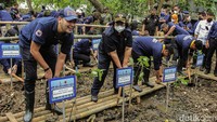 Menteri Lingkungan Hidup dan Kehutanan (LHK) Siti Nurbaya menanam pohon mangrove bersama sejumlah kader dan pimpinan Partai NasDem, di Jakarta, Senin (13/6/2022).