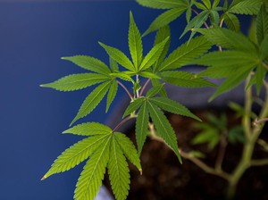 Menkes Upayakan Riset Ganja Medis, Ilmuwan RI Bilang Begini