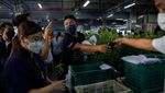 Momen Bagi-bagi Tanaman Ganja Gratis di Thailand