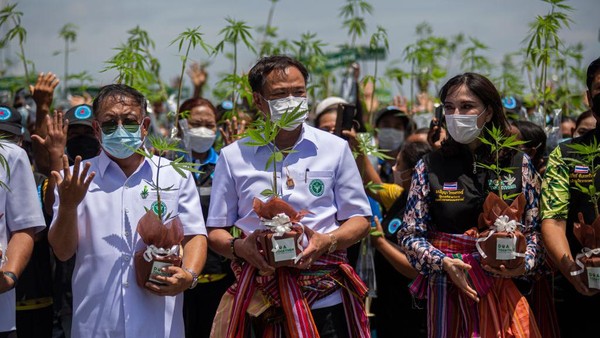 Momen Bagi-bagi Tanaman Ganja Gratis di Thailand