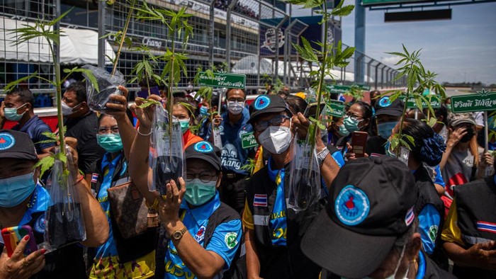 BURIRAM, THAILAND - JUNE 10: A man dressed in a marijuana suit stands with mature marijuana plants at a marijuana legalization expo on June 10, 2022 in Buriram, Thailand. Today the Thai government gave out 1,000 cannabis plants to people in Buriram, a province in eastern Thailand, at its Marijuana legalization kick-off event called “Unlock Marijuana”. On June 9, 2022 Thailand officially decriminalized marijuana cultivation and possession and the government plans to give away 1 million cannabis plants for fee to people throughout the country. The expo in Buriram was focused on educating the public about the uses of marijuana for medicine and food and had informational booths about growing procedures and technology. (Photo by Lauren DeCicca/Getty Images)