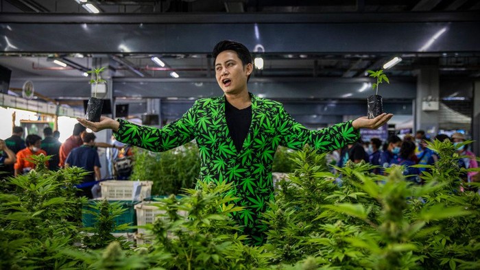 BURIRAM, THAILAND - JUNE 10: A man dressed in a marijuana suit stands with mature marijuana plants at a marijuana legalization expo on June 10, 2022 in Buriram, Thailand. Today the Thai government gave out 1,000 cannabis plants to people in Buriram, a province in eastern Thailand, at its Marijuana legalization kick-off event called “Unlock Marijuana”. On June 9, 2022 Thailand officially decriminalized marijuana cultivation and possession and the government plans to give away 1 million cannabis plants for fee to people throughout the country. The expo in Buriram was focused on educating the public about the uses of marijuana for medicine and food and had informational booths about growing procedures and technology. (Photo by Lauren DeCicca/Getty Images)
