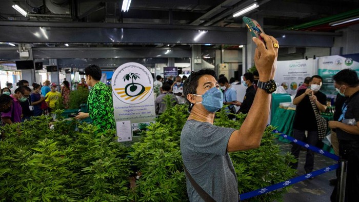Potret Thailand Bagi-bagi Ganja Gratis BURIRAM, THAILAND - JUNE 10: A man dressed in a marijuana suit stands with mature marijuana plants at a marijuana legalization expo on June 10, 2022 in Buriram, Thailand. Today the Thai government gave out 1,000 cannabis plants to people in Buriram, a province in eastern Thailand, at its Marijuana legalization kick-off event called βUnlock Marijuanaβ. On June 9, 2022 Thailand officially decriminalized marijuana cultivation and possession and the government plans to give away 1 million cannabis plants for fee to people throughout the country. The expo in Buriram was focused on educating the public about the uses of marijuana for medicine and food and had informational booths about growing procedures and technology. (Photo by Lauren DeCicca/Getty Images)