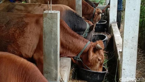 Sapi kurban di Ponorogo