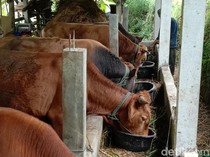 Harga Sapi Kurban 2025 untuk Idul Adha, Ini Daftarnya