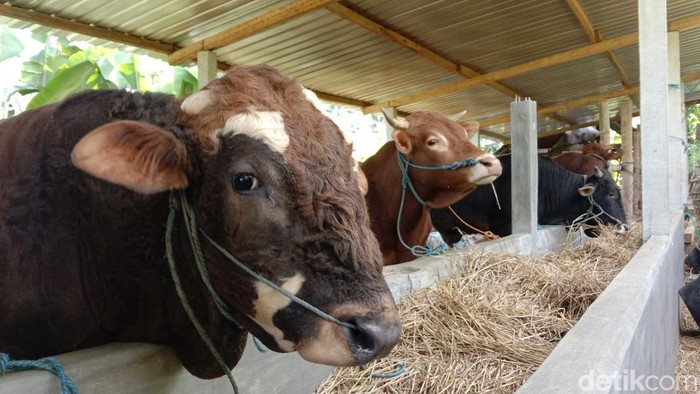 Sapi kurban di Ponorogo
