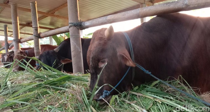 Sapi kurban di Ponorogo