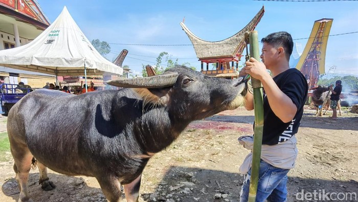 Suasana rambu solo warga muslim di Toraja Suasana rambu solo warga muslim di Toraja