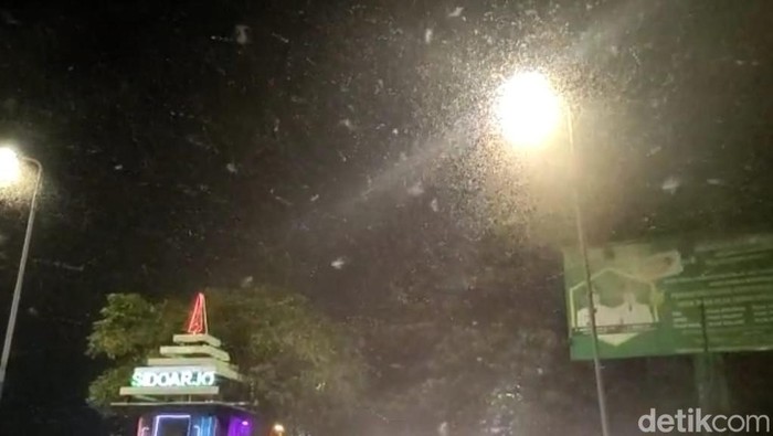 Teror jutaan laron di Jembatan Kali Porong