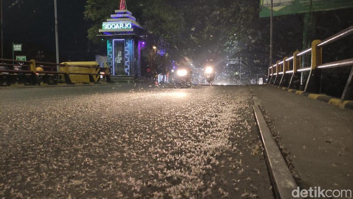 Teror jutaan laron di Jembatan Kali Porong