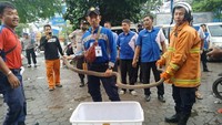 Seekor ular berjenis king cobra lepas dari kotak paket di kantor jasa pengiriman Tiki Cirebon. Peristiwa itu pun sempat membuat para pegawai terkejut. King cobra dengan panjang sekitar 4 meter itu diketahui lepas dari kotak kemasan berbahan kardus saat para pegawai sedang menyortir paket barang kiriman. Kepala Dinas Pemadam Kebakaran Kota Cirebon Adam Nuridin mengatakan pihaknya mendapat laporan adanya ular king cobra yang lepas dari kotak paket pengiriman pada sekitar pukul 09.20 WIB. Kurang lebih 23 menit kemudian, ular berbisa itu pun bisa ditangani. (Damkar Cirebon)