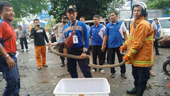 Ular King Cobra lepas dari kota paket di jasa pengiriman Cirebon (Damkar Cirebon)