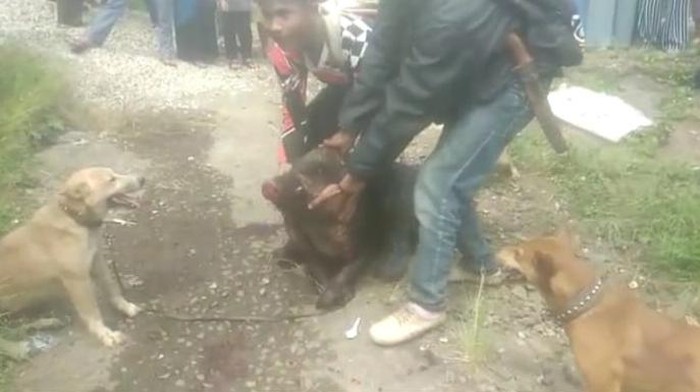 Babi hutan seruduk hingga lukai warga di Bandung Barat.