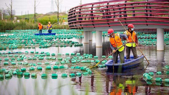 Begini Cara China Jaga Kualitas Air Sungai LIANYUNGANG, CHINA - JUNE 14, 2022 - Workers cultivate aquatic plants on floating islands in Lianyungang, East China's Jiangsu Province, June 14, 2022. Lianyungang city in the Xishu river layout floating island nearly 1,000 square meters, the planting of thousands of grass, yellow calamus and other aquatic plants, remove pollutants in the river, purify river water quality. (Photo credit should read CFOTO/Future Publishing via Getty Images)