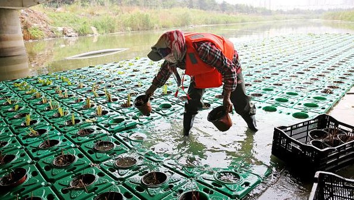 Begini Cara China Jaga Kualitas Air Sungai LIANYUNGANG, CHINA - JUNE 14, 2022 - Workers cultivate aquatic plants on floating islands in Lianyungang, East China's Jiangsu Province, June 14, 2022. Lianyungang city in the Xishu river layout floating island nearly 1,000 square meters, the planting of thousands of grass, yellow calamus and other aquatic plants, remove pollutants in the river, purify river water quality. (Photo credit should read CFOTO/Future Publishing via Getty Images)