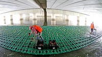 Pekerja membudidayakan tanaman air di Lianyungang, Provinsi Jiangsu, Tiongkok timur, Selasa (14/6/2022).  