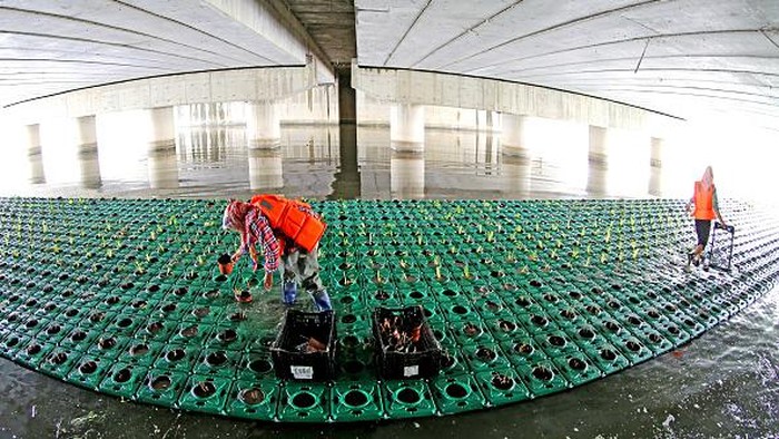 LIANYUNGANG, CHINA - JUNE 14, 2022 - Workers cultivate aquatic plants on floating islands in Lianyungang, East China's Jiangsu Province, June 14, 2022. Lianyungang city in the Xishu river layout floating island nearly 1,000 square meters, the planting of thousands of grass, yellow calamus and other aquatic plants, remove pollutants in the river, purify river water quality. (Photo credit should read CFOTO/Future Publishing via Getty Images)