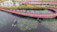 Tumbuhan air ini digadang bisa menghilangkan polutan di sungai.  