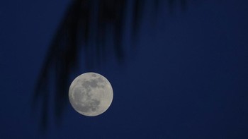 Penampakan supermoon di langit Florida, Amerika Serikat, Senin (13/6/2022). Peneliti antariksa BRIN Andi Pangerang mengatakan fenomena Bulan Purnama Stroberi dinamakan demikian karena dalam The Farmers Almanac, kalender petani Amerika, buah stroberi dipanen setiap bulan Juni sementara rusa jantan muda mulai tumbuh tanduk di bulan Juli. Ini semata-mata untuk menandai musim dan perilaku hewan yang timbul pada musim-musim tertentu bagi penduduk asli Amerika. (AP Photo/Wilfredo Lee).
