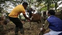 Pemeriksaan kesehatan hewan kurban digencarkan di wilayah Tangerang menjelang Idul Adha.  