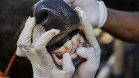 Petugas Dinas Ketahanan Pangan Kota Tangerang memeriksa mulut sapi di salah satu lokasi peternakan di Periuk, Kota Tangerang, Banten.